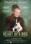 Heart of a dog